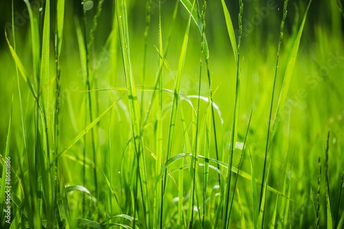 Grass, Backgrounds, Nature. #86611886