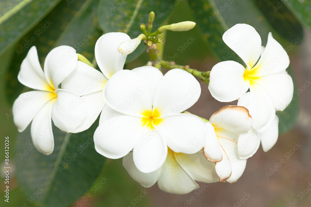 White flowers on trees White flowers on trees
