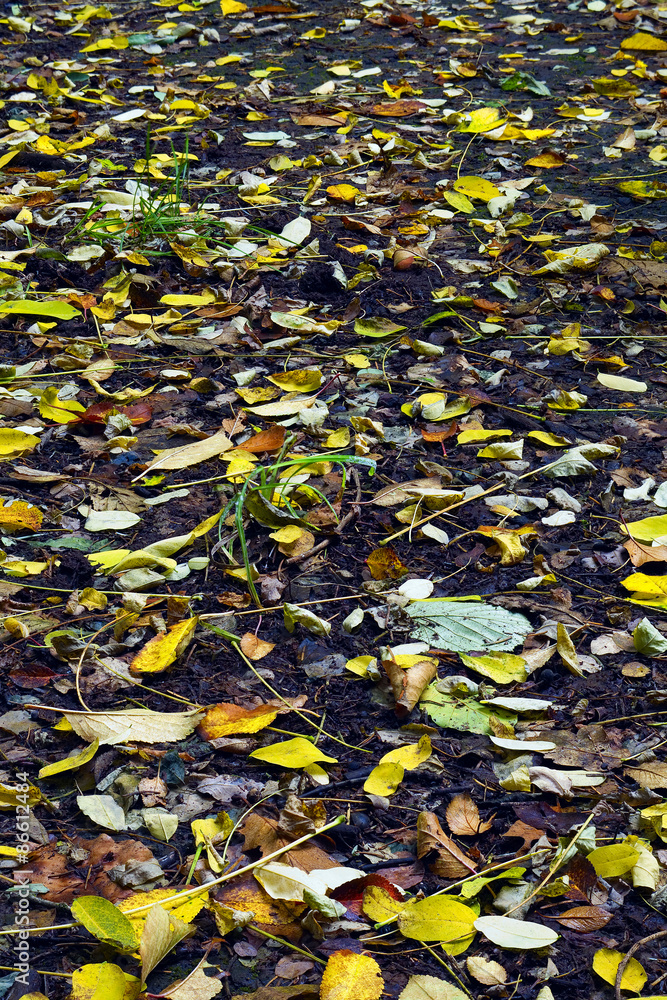 Obraz premium Dry leafes