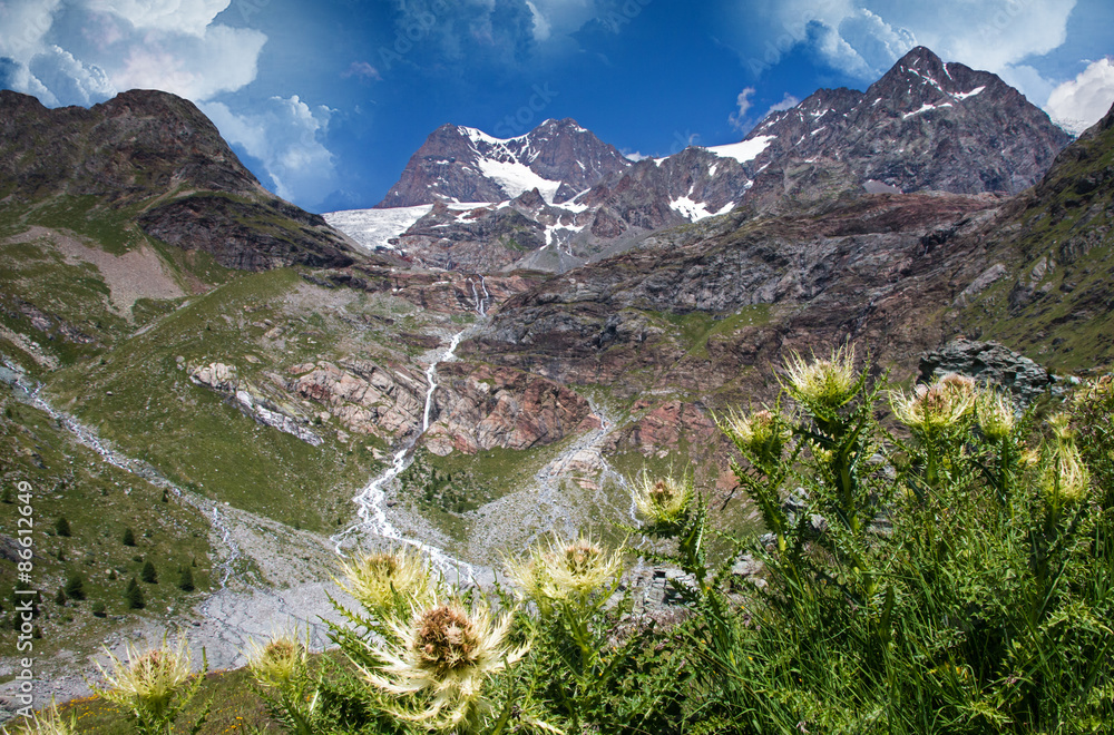 Cardi selvatici di montagna  (Alpi)