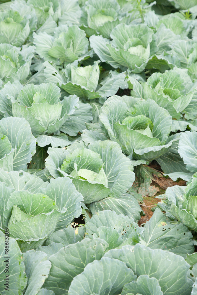 Agriculture cabbage Agriculture cabbage