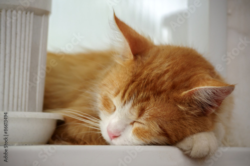 Fototapeta Naklejka Na Ścianę i Meble -  The cat is sleeping on a white windowsill