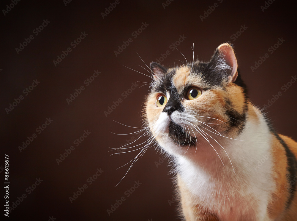 portrait of british cat portrait of british cat