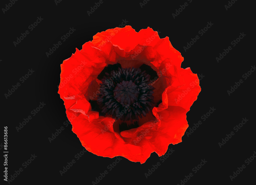 Naklejka premium red poppy isolated on black background