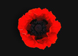  red poppy isolated on black background