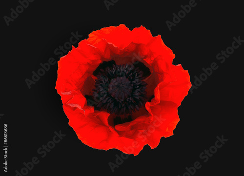  red poppy isolated on black  background