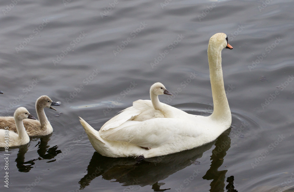 The swan-chicks wants to have a ride too The swan-chicks wants to have a ride too