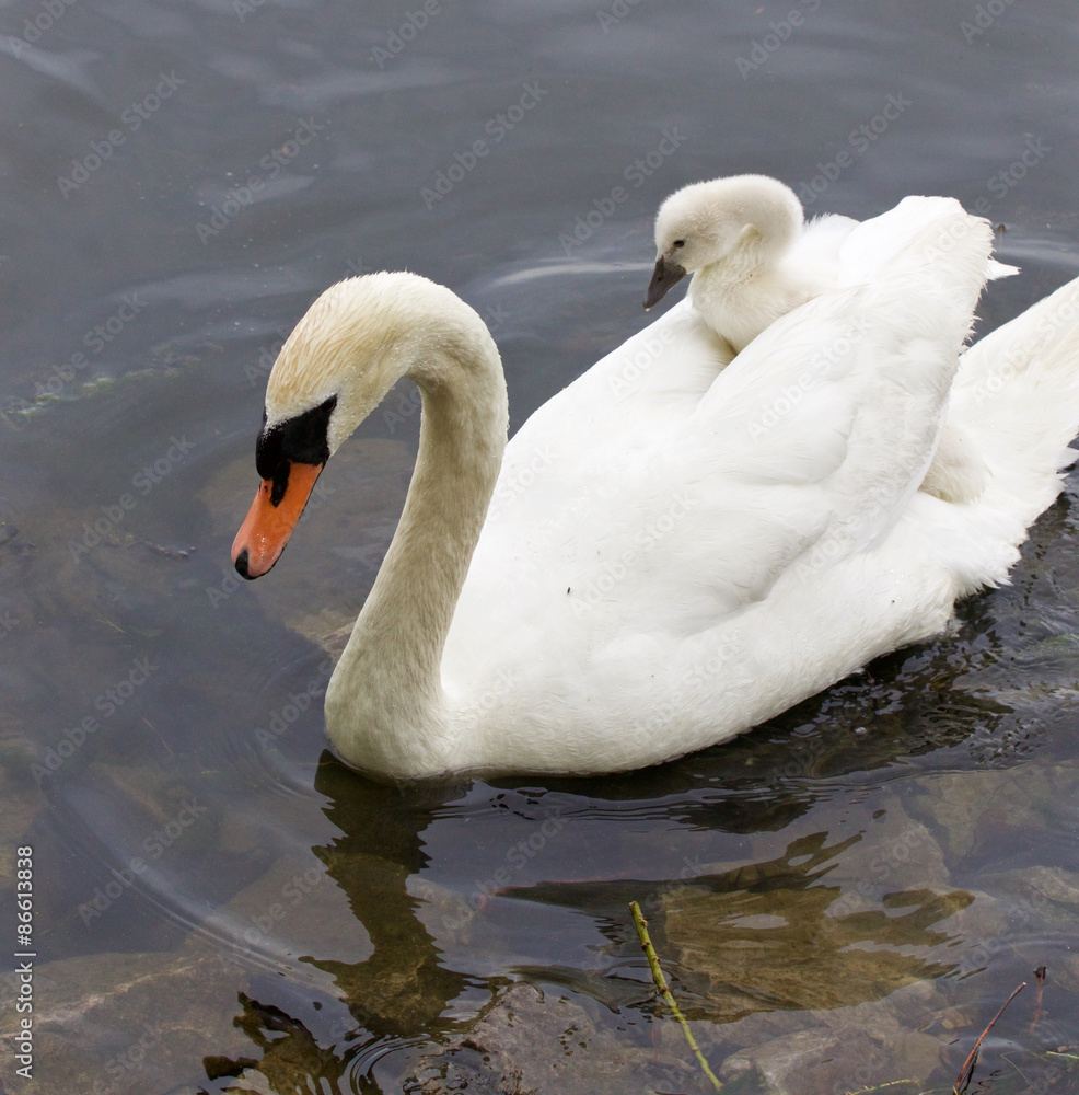 Obraz premium The cute young swan is riding on the back of her mother