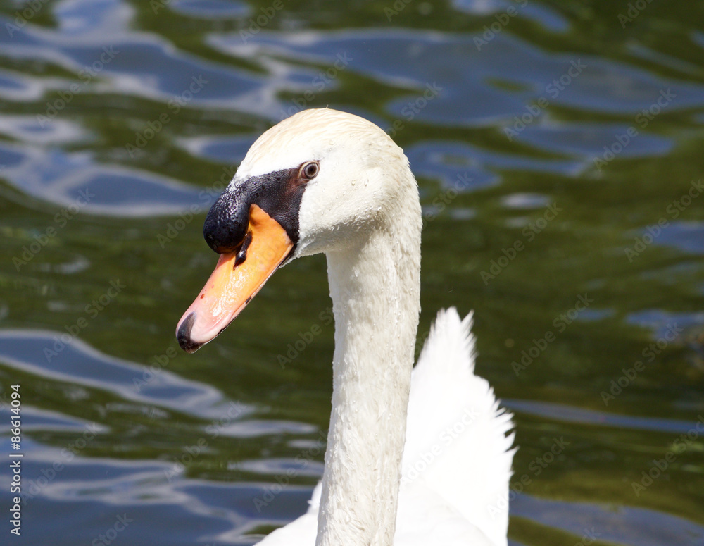 The funny mute swan