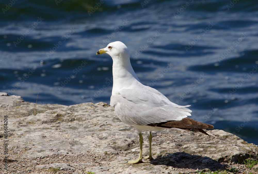The serious gull is staying on the rock shore of the lake