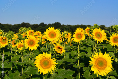 Sunflowers on field in a summer day