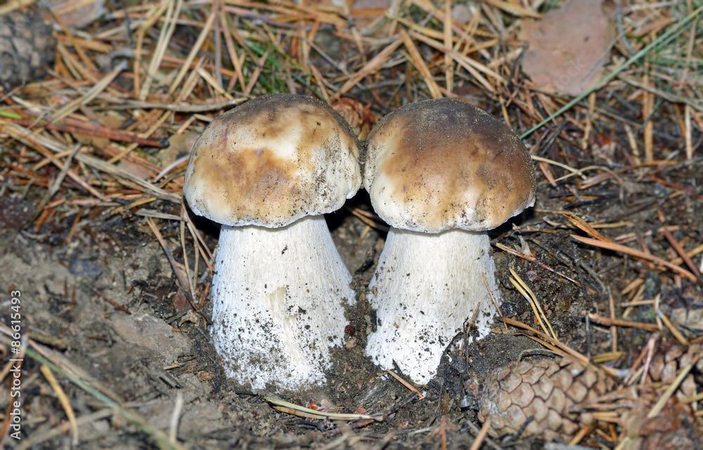 Beautiful twin mushrooms -boletus edulis- Beautiful twin mushrooms -boletus edulis-