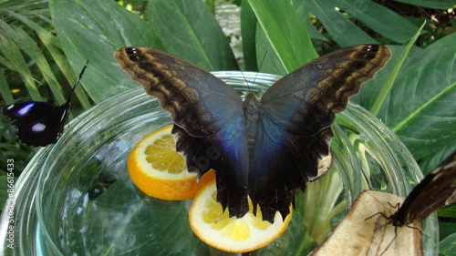 piękny kolorowy motyl na plasterku pomarańczy