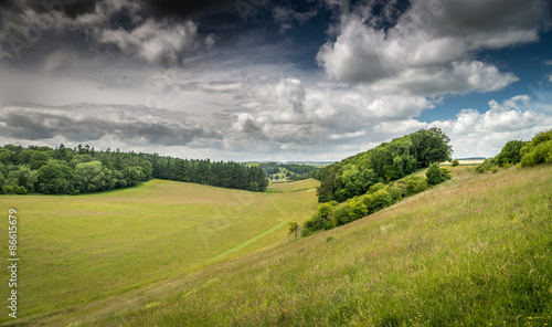 Summer meadow