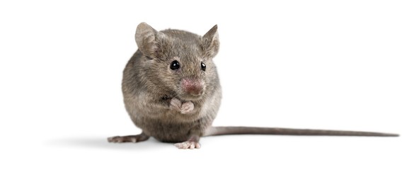Risk, Mousetrap, Mouse.