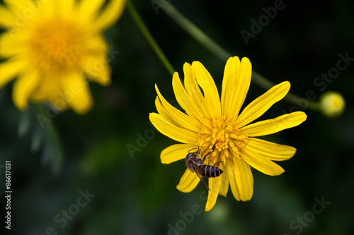 Honey bee on a yellow flower. 