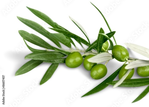 Olive, Olive Branch, Leaf.