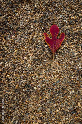 Single fall sassafras leaf on a background of pea gravel