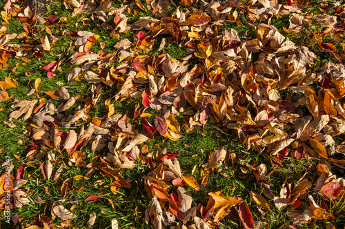 Large image of  fall sassafras leaves on the ground 