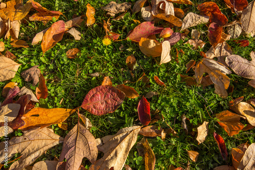 Sassafras leaves on a green grassy background