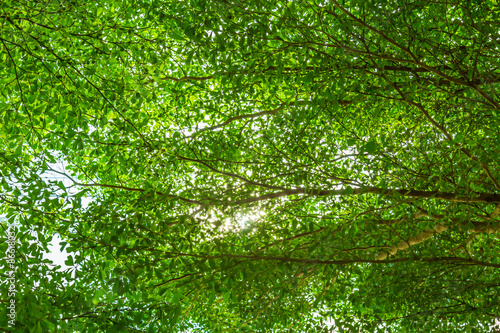 Green forest with sunlight