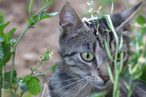 Green tabby cat in the garden, behind the plant. Selective focus, head close-up.