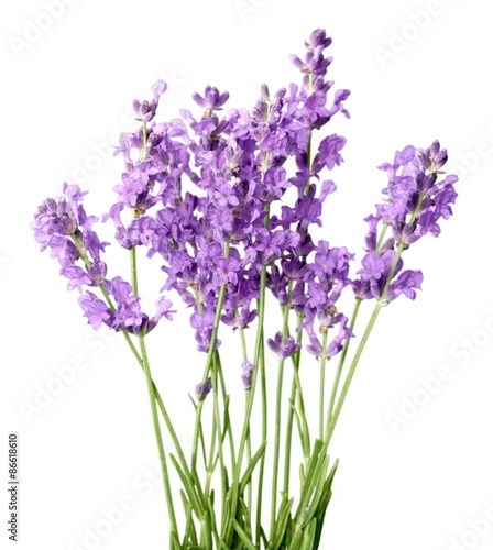 Lavender, Flower, Single Flower.