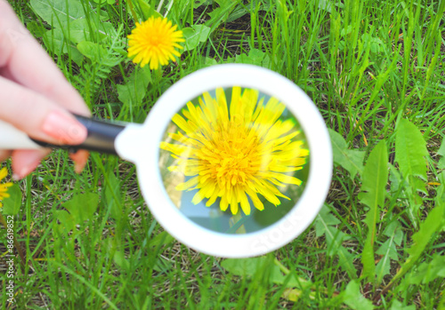 magnifier dandelion exploring through the magnifying glass