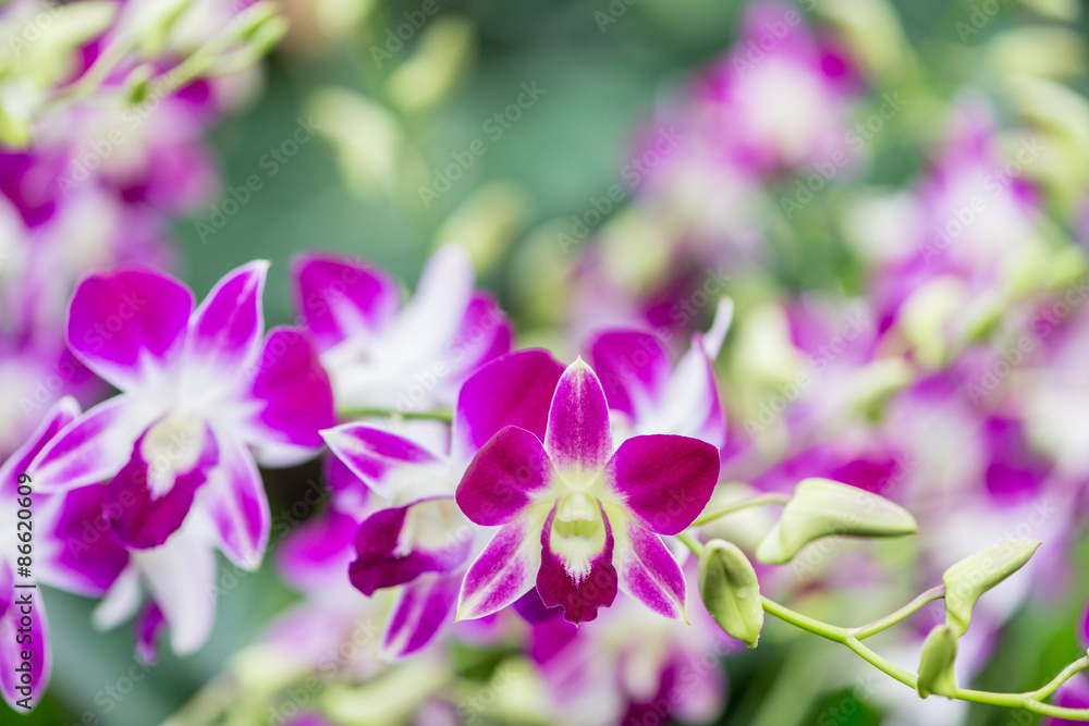 Colourful orchid flowers on bright summer day