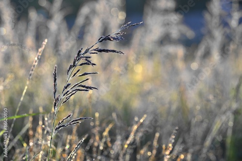 Meadow plants in backlight at sunset