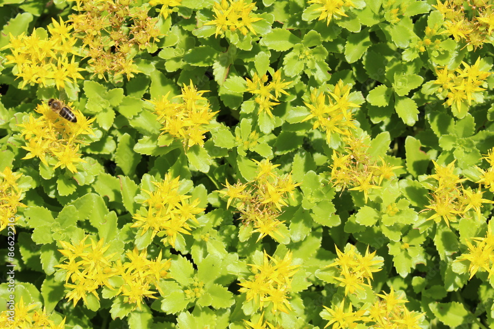 Yellow "Russian Stonecrop" flowers with a bee in Innsbruck, Austria. Their  scientific name is Sedum Kamtschaticum, native from Ural mountains to  Mongolia. (See my other flowers) Stock-Foto | Adobe Stock