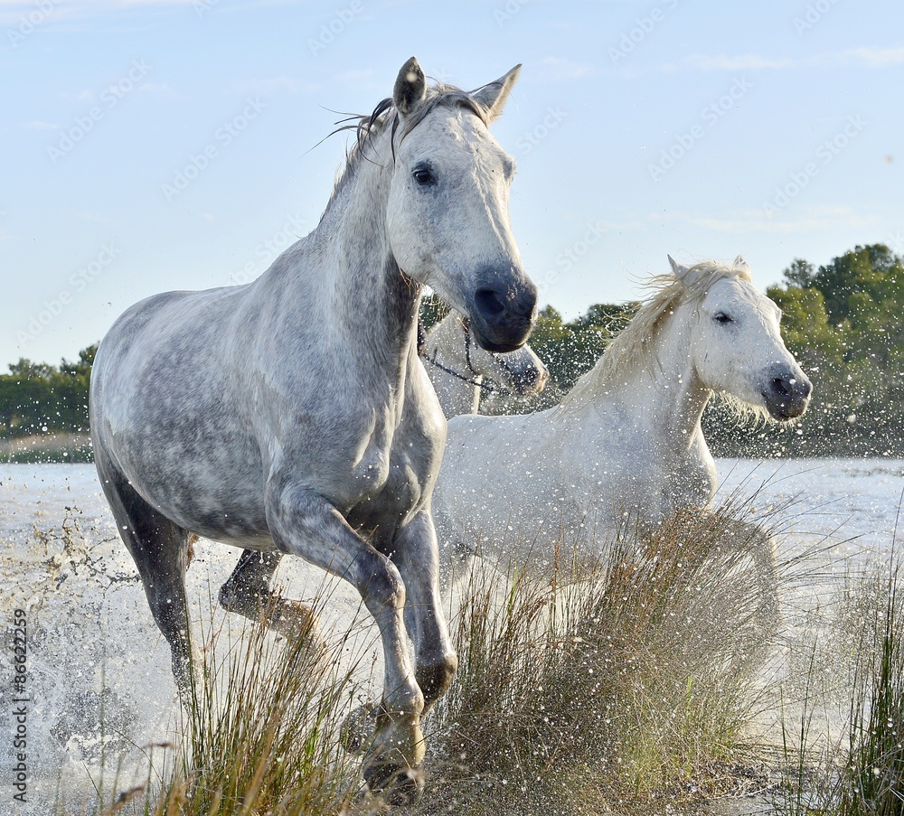 Running White horses through water Running White horses through water