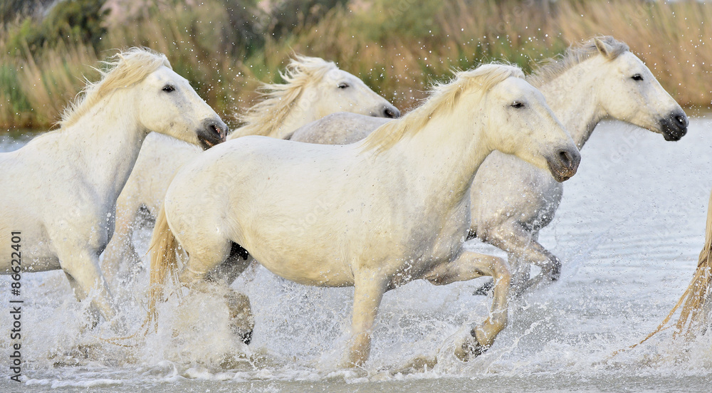 Fototapeta premium Herd of White Camargue horses running through water