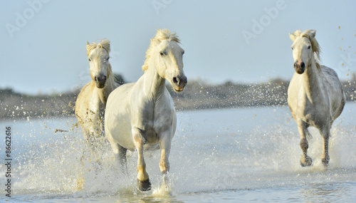 Herd of White Camargue horses running through water