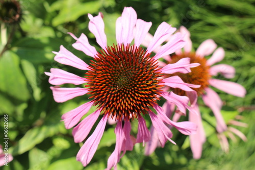 "Pale Purple Coneflower" (or Echinacea) in Innsbruck, Austria. Its scientific name is Echinacea Pallida, native to USA. (See my other flowers)