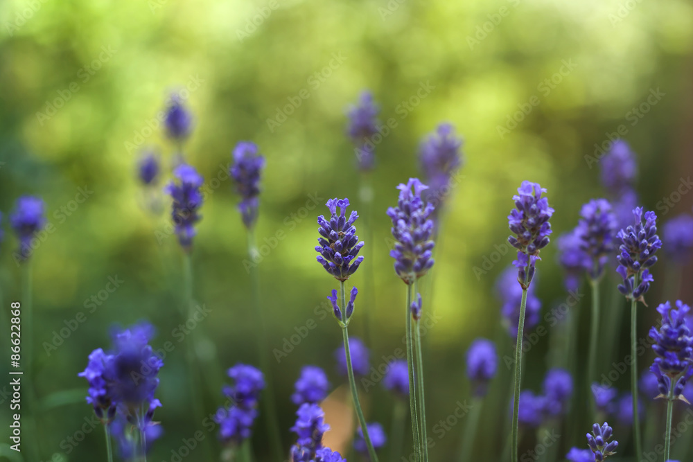 lavender flowers lavender flowers