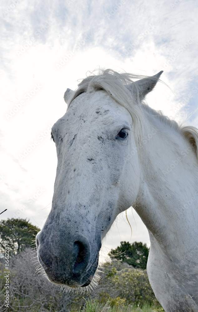 Obraz premium Portrait of the White Camargue Horses
