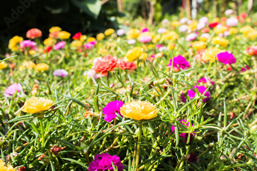 fresh flower beautiful colorful portulaca oleracea in morning, t photo