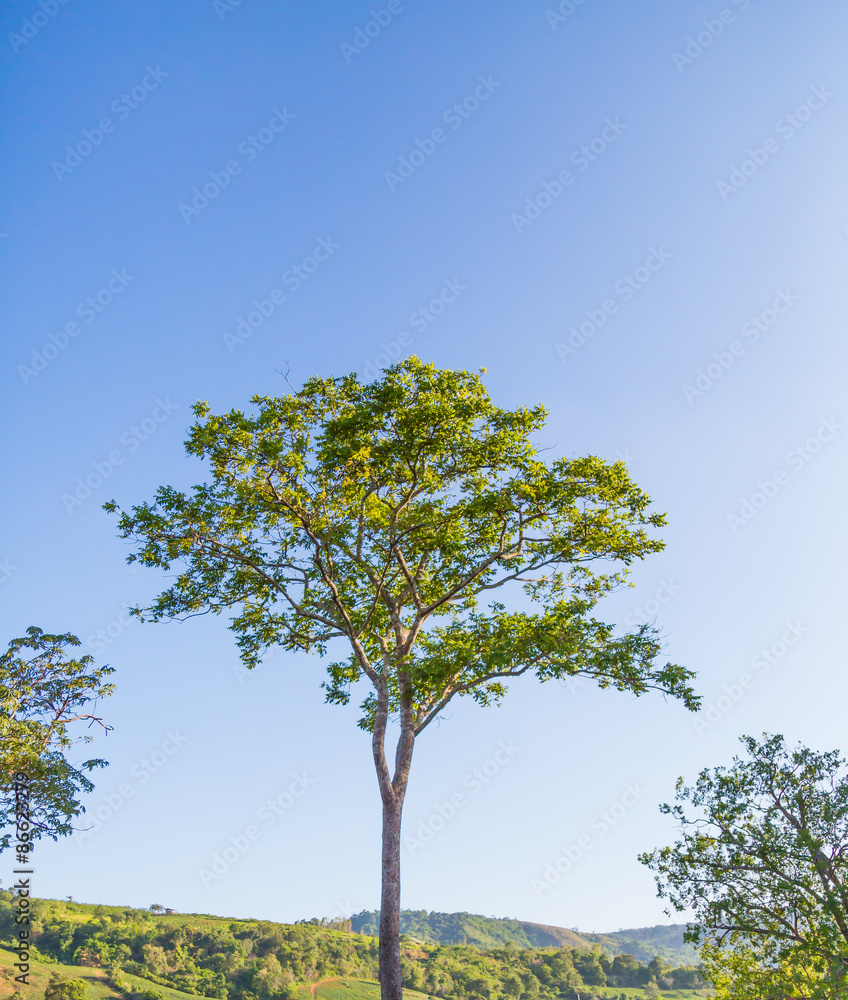 Summer landscape with sky and tree Summer landscape with sky and tree