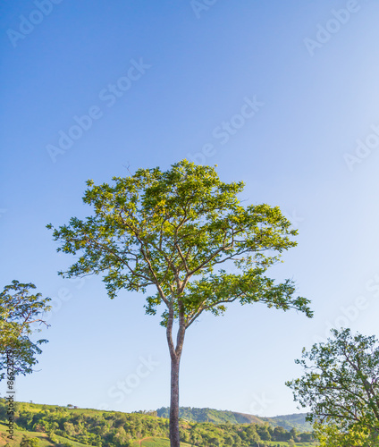 Summer landscape with sky and tree