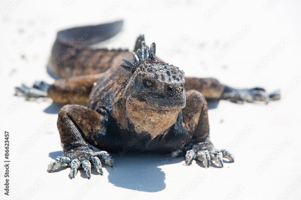 Naklejka premium Marine iguana in the Galapagos islands