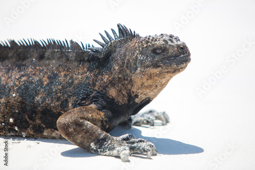 Marine iguana in the Galapagos islands