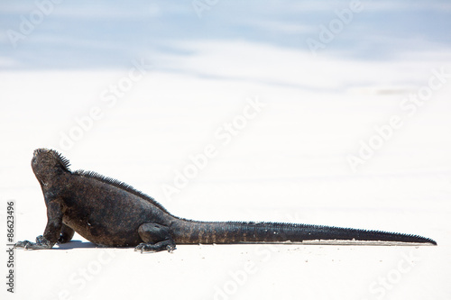 Marine iguana in the Galapagos islands