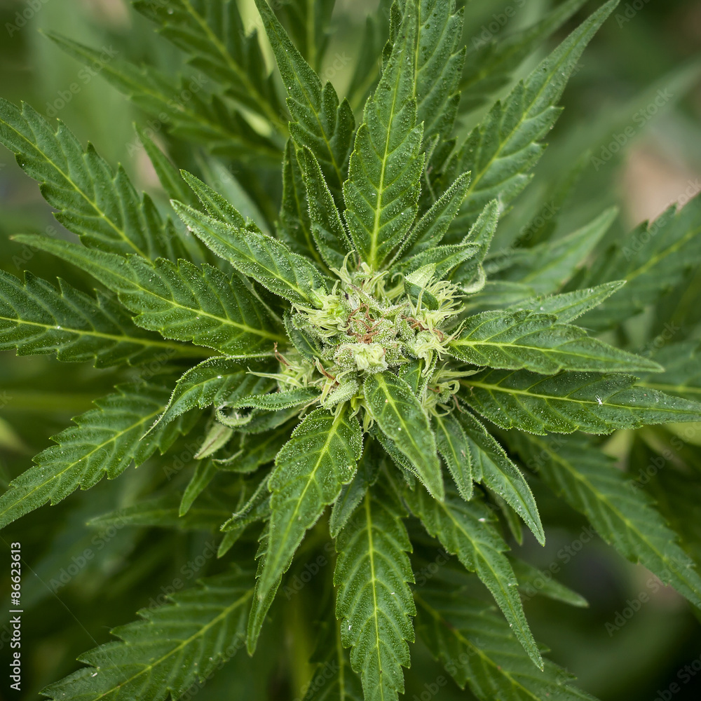cannabis plant blooming cannabis plant blooming