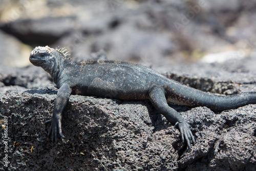 Marine iguana in Galapagos islands