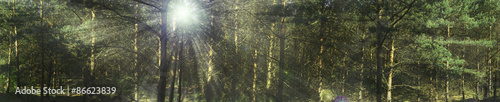 Wald mit Sonnenstrahlen Panorama #86623839