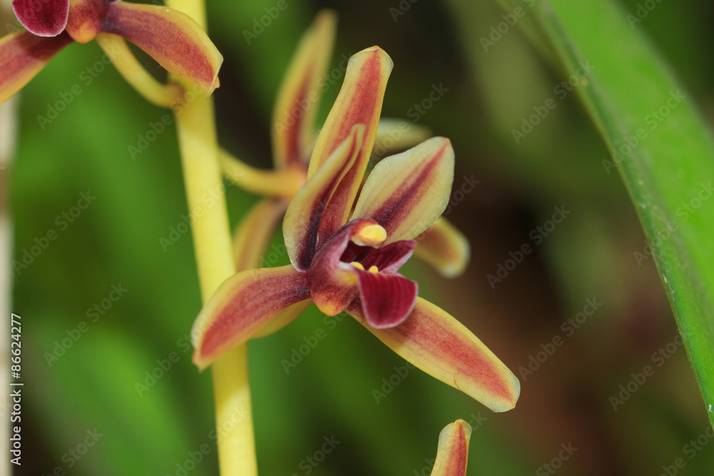Obraz premium Orchid