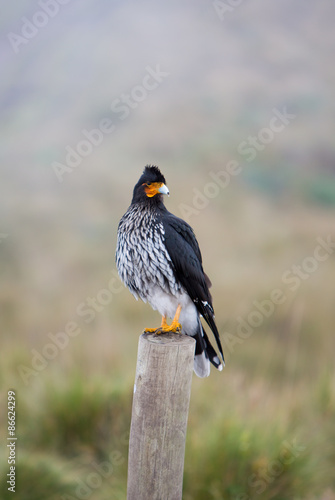 Curiquinge andean bird in Cotopaxi National Park in Ecuador