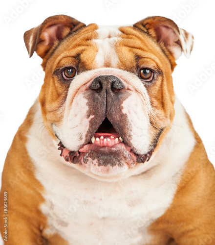 Close-up Photo of English Bulldog photo