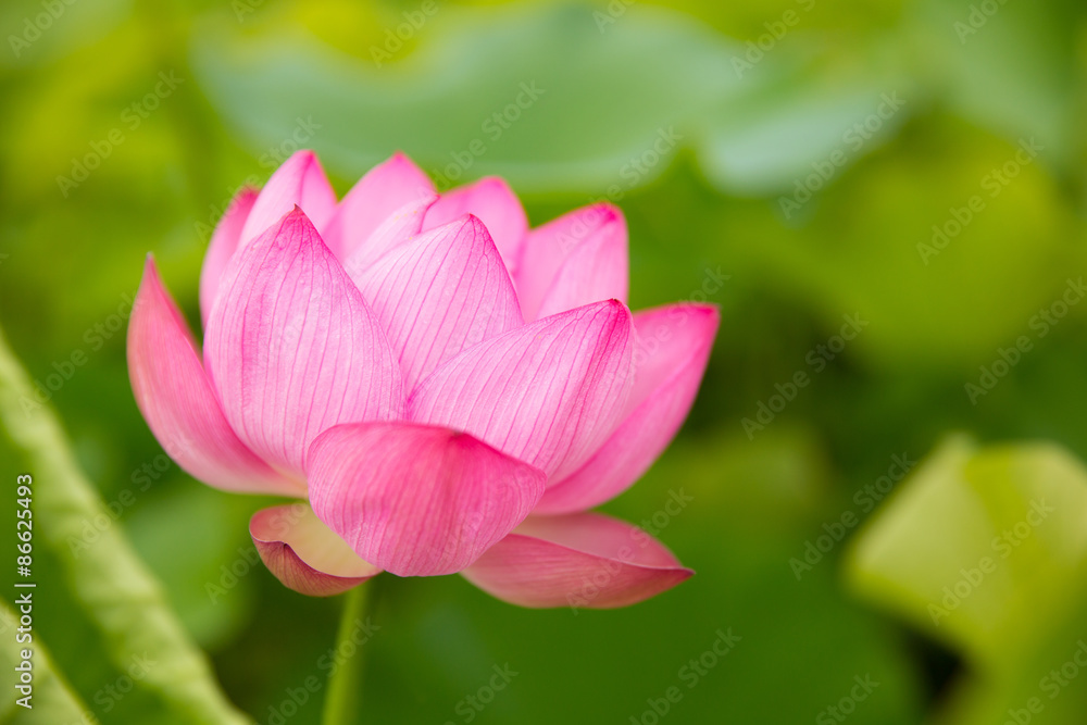 ピンクの蓮の花 ピンクの蓮の花
